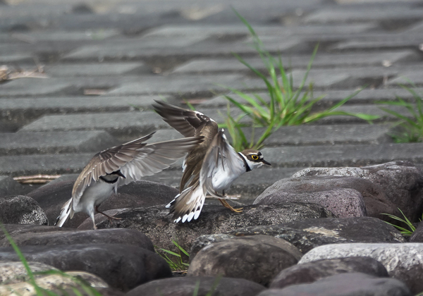 コチドリ (15 - 37)