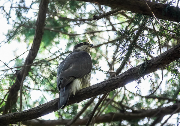 オオタカ50 (1 - 12)