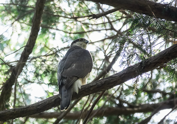 オオタカ50 (4 - 12)