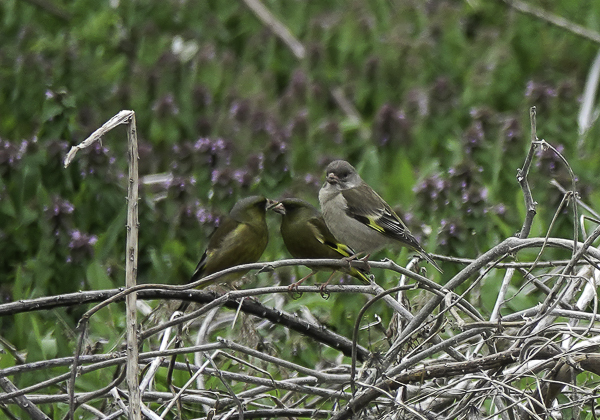 カワラヒワ (4 - 15)