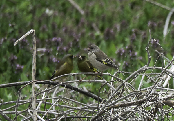 カワラヒワ (5 - 15)