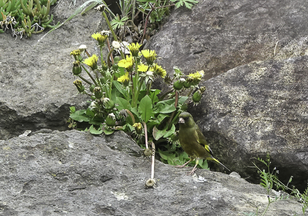 カワラヒワ (14 - 15)