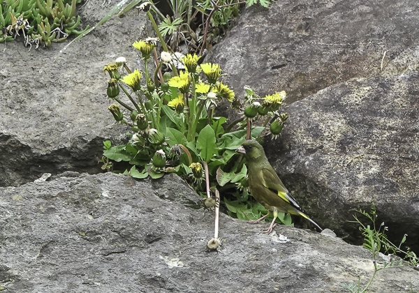 カワラヒワ (13 - 15)