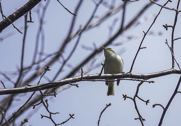 センダイムシクイ (2 - 10)