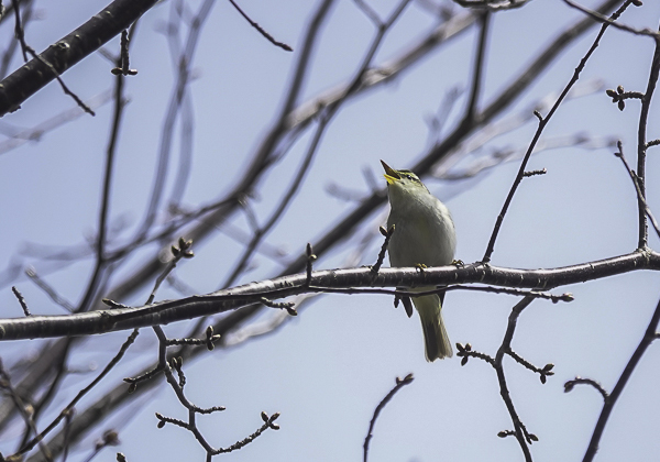 センダイムシクイ (5 - 10)