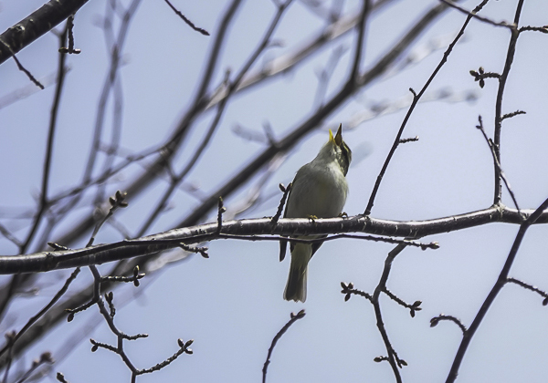 センダイムシクイ (9 - 10)