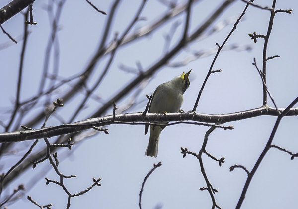 センダイムシクイ (10 - 10)