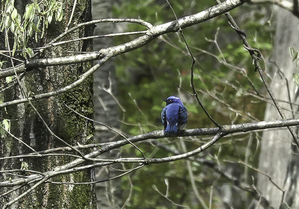 オオルリ (6 - 43)