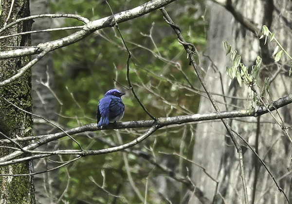 オオルリ (10 - 43)