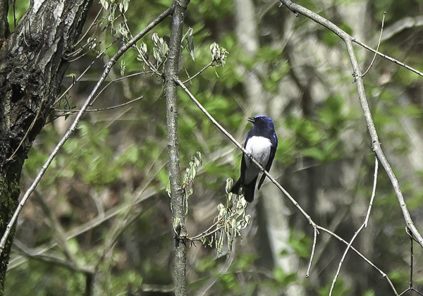 オオルリ (17 - 2)