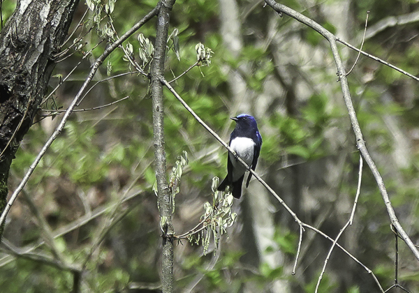 オオルリ (22 - 2)
