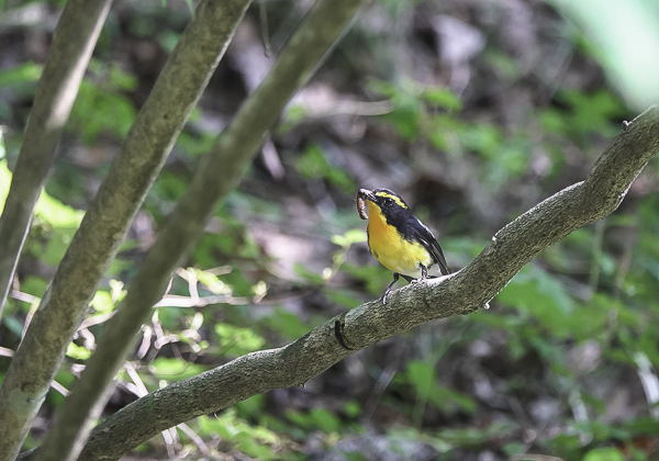 200623キビタキ-5