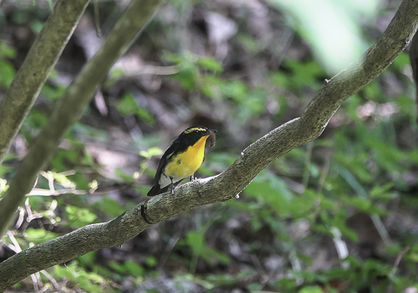 200623キビタキ-6