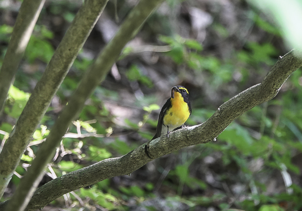 200623キビタキ-7