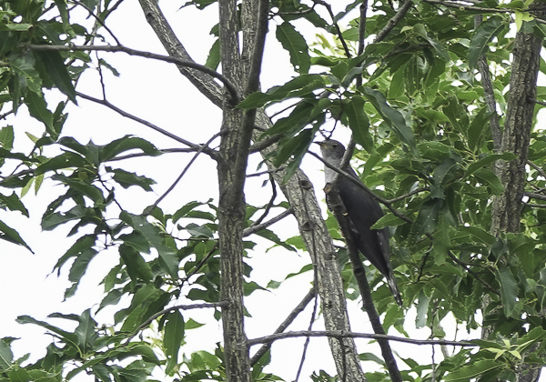 200624ホトトギス-16