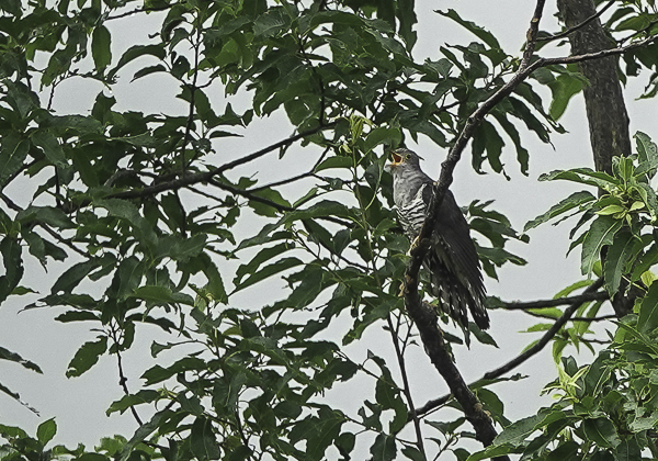 200624ホトトギス-07882