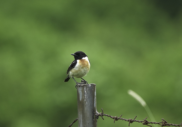 200629ノビタキ-4