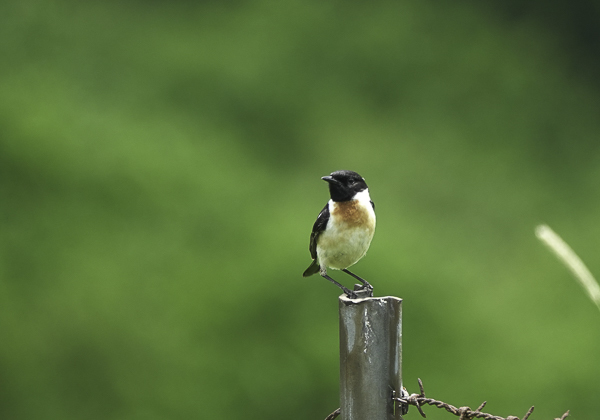 200629ノビタキ-11