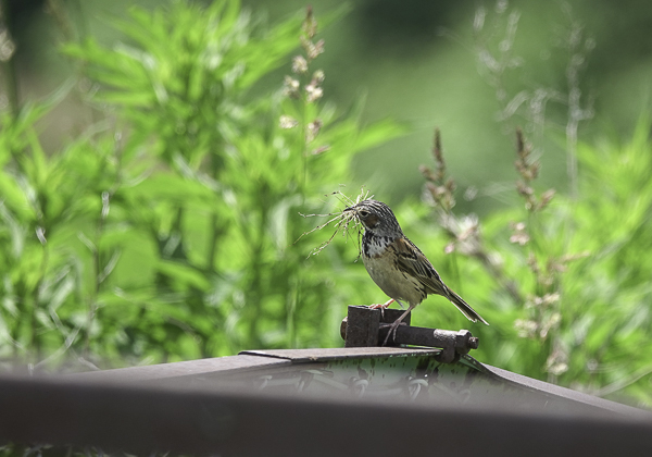 200629ホオアカ-6