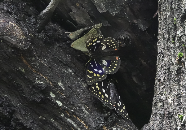 200701オオムラサキ-9