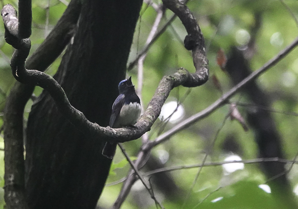 200711オオルリ-7