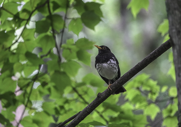 200715クロツグミ-6