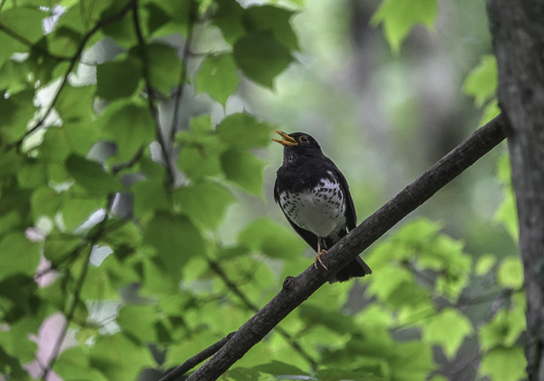 200715クロツグミ-7