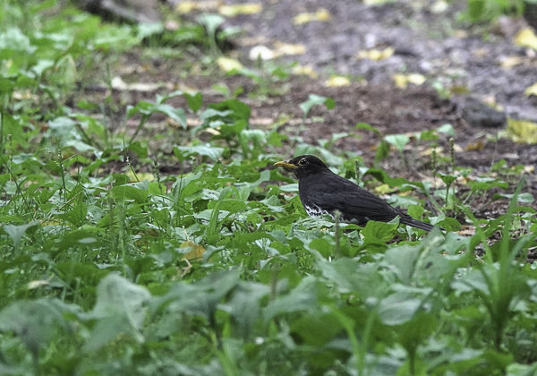 200715クロツグミ-55