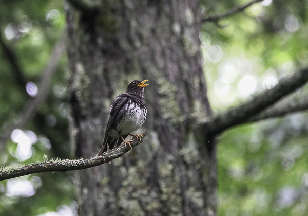 200715クロツグミ-21