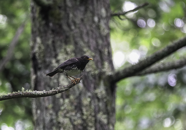 200715クロツグミ-27