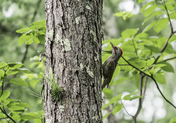 200715アオゲラ-5