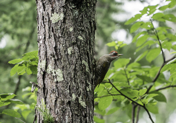 200715アオゲラ-9