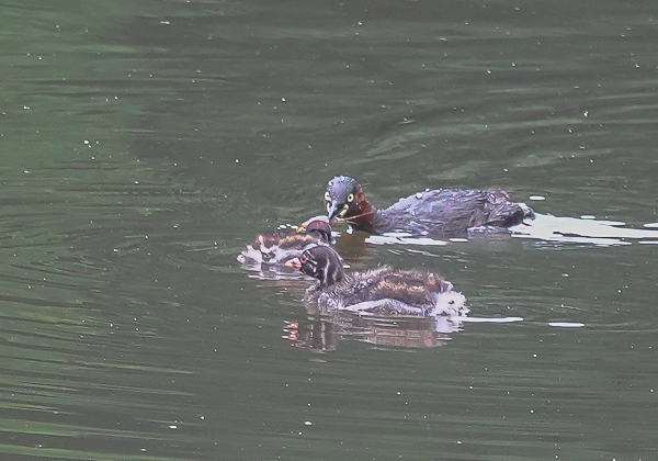 20200721カイツブリ-6