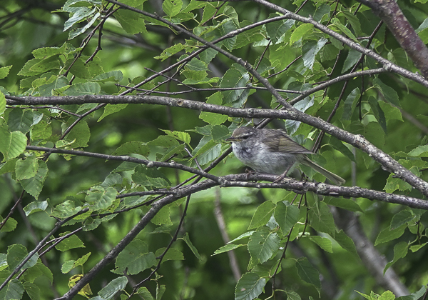 200719ウグイス-1