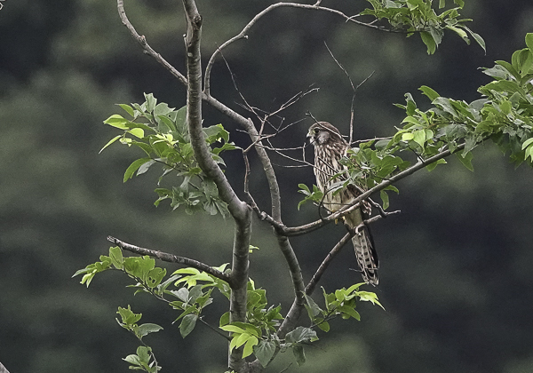 200723チョウゲンボウ-3
