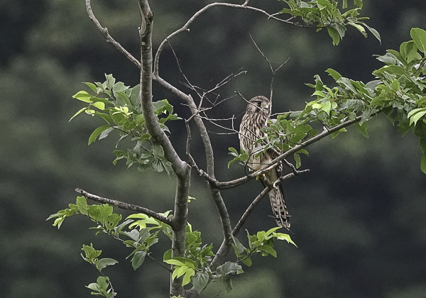 200723チョウゲンボウ-6