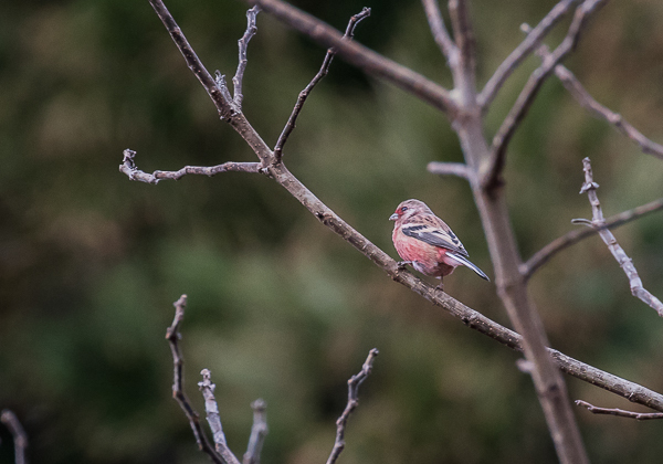 20210117ベニマシコ-5