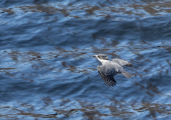 20210119ヤマセミ-4
