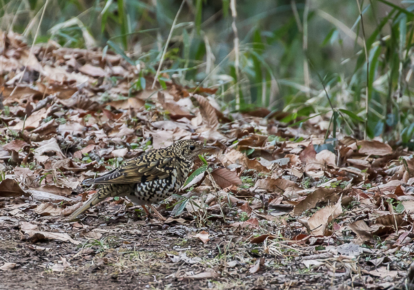 20210122トラツグミ-1