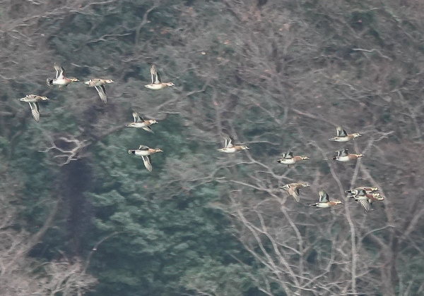 20210128トモエガモ-5