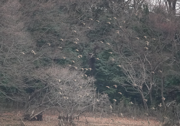 20210128トモエガモ-6