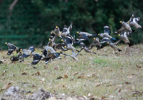 20210128イカル-10