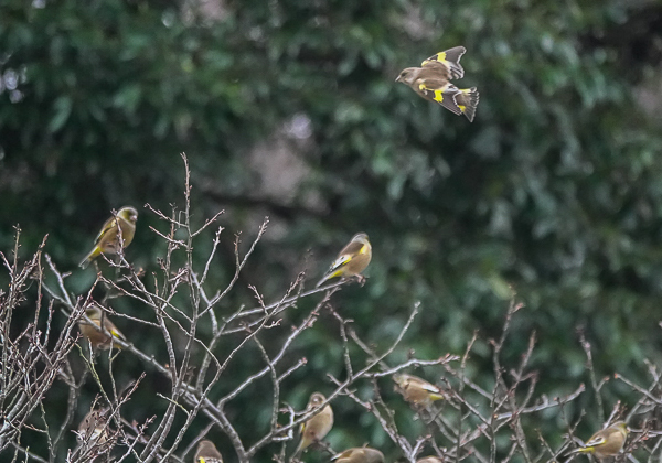 20210128カワラヒワ-12