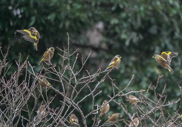 20210128カワラヒワ-14