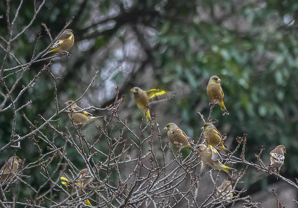 20210128カワラヒワ-18