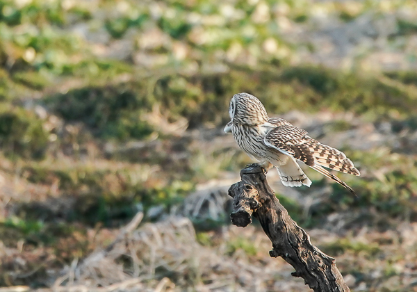 20210205コミミズク-16