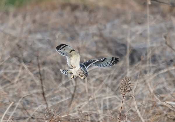 20210205コミミズク-78