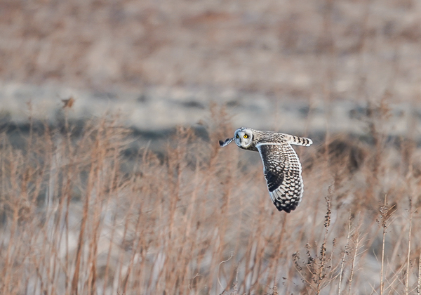 20210205コミミズク-36