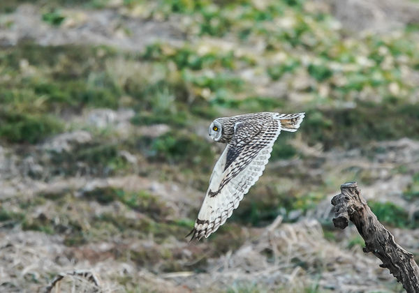 20210205コミミズク-104