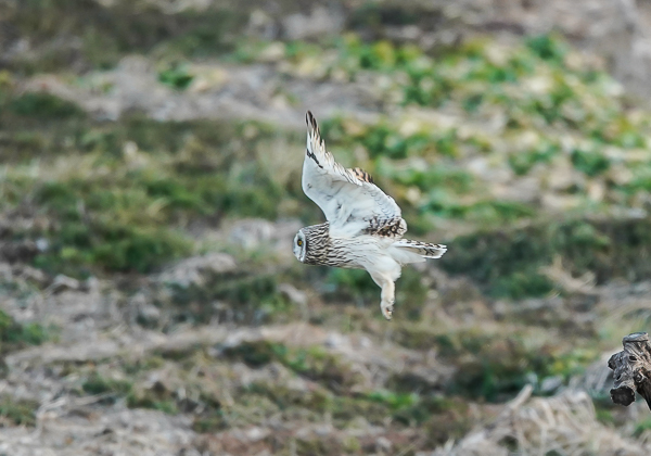 20210205コミミズク-105